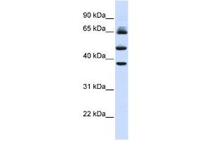 WB Suggested Anti-FBXL3 Antibody Titration:  0. (FBXL3 anticorps  (Middle Region))