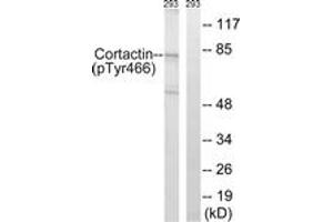 Western blot analysis of extracts from 293 cells, using Cortactin (Phospho-Tyr466) Antibody. (Cortactin anticorps  (pTyr466))