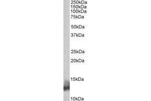 AP21293PU-N PLN antibody staining of Human Heart lysate at 0. (Phospholamban anticorps  (N-Term))