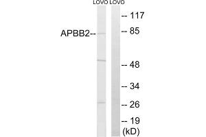 Western blot analysis of extracts from LOVO cells, using APBB2 antibody. (APBB2 anticorps  (Internal Region))