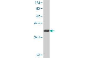Western Blot detection against Immunogen (35.