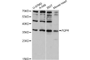 Western blot analysis of extracts of various cell lines, using AQP4 antibody (ABIN5971492) at 1:3000 dilution. (Aquaporin 4 anticorps)
