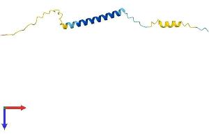 AlphaFold protein structure predicition of Human Recombinant SMAGP Protein, UniprotID Q0VAQ4