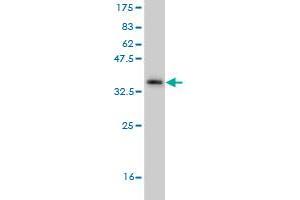 Western Blot detection against Immunogen (36. (FAS anticorps  (AA 20-119))