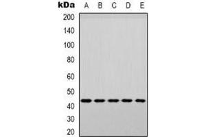 Western blot analysis of p38 (pY182) expression in PC3 (A), MCF7 (B), Raw264. (MAPK14 anticorps  (pTyr182))