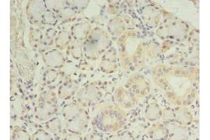 Immunohistochemistry of paraffin-embedded human pancreatic tissue using ABIN7165992 at dilution of 1:100 (PRRC1 anticorps  (AA 200-445))
