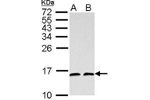 WB Image NHP2L1 antibody detects NHP2L1 protein by Western blot analysis.