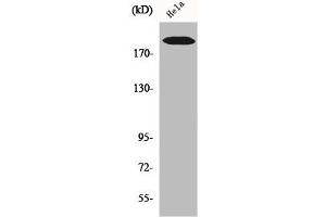 Western Blot analysis of Hela cells using COL5A1 Polyclonal Antibody (COL5A1 anticorps  (Internal Region))