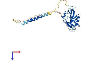 AlphaFold protein structure predicition of Mouse Recombinant Klrk1 Protein, UniprotID O54709