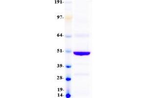 Validation with Western Blot