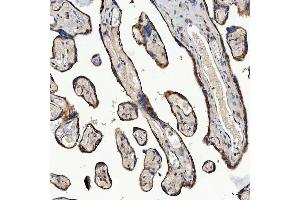IHC analysis of SEC23IP using anti-SEC23IP antibody (ABIN7601222).