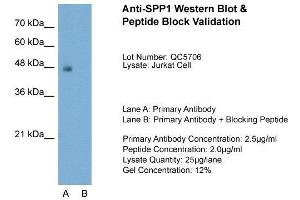 Host:  Rabbit  Target Name:  SPP1  Sample Type:  Jurkat  Lane A:  Primary Antibody  Lane B:  Primary Antibody + Blocking Peptide  Primary Antibody Concentration:  2. (Osteopontin anticorps  (C-Term))