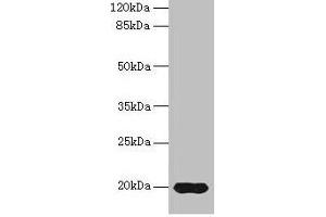 Western blot All lanes: Reg3g antibody at 14 μg/mL + Mouse kidney tissue Secondary Goat polyclonal to rabbit IgG at 1/10000 dilution Predicted band size: 20 kDa Observed band size: 20 kDa (REG3g anticorps  (AA 27-174))