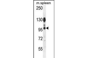 AC Antibody (N-term) 1134a western blot analysis in mouse spleen tissue lysates (35 μg/lane). (ACAP1 anticorps  (N-Term))