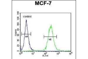 UPF2 Antibody (Center) (ABIN654649 and ABIN2844345) flow cytometric analysis of MCF-7 cells (right histogram) compared to a negative control cell (left histogram). (RENT2/UPF2 anticorps  (AA 630-656))