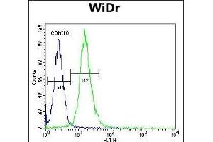 anti-WD Repeat Domain 5B (WDR5B) (AA 58-85), (N-Term) antibody