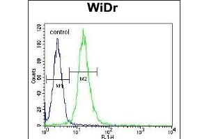 WDR5B Antibody (N-term) (ABIN655005 and ABIN2844640) flow cytometric analysis of WiDr cells (right histogram) compared to a negative control cell (left histogram).
