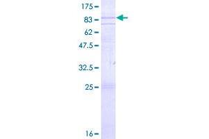 Image no. 1 for G Protein-Coupled Receptor 37 (Endothelin Receptor Type B-Like) (GPR37) (AA 1-613) protein (GST tag) (ABIN1355616)