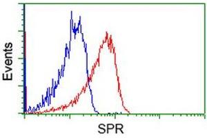 Flow cytometric Analysis of Hela cells, using anti-SPR antibody (ABIN2453680), (Red), compared to a nonspecific negative control antibody (TA50011), (Blue). (SPR anticorps)
