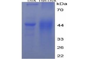 SDS-PAGE of Protein Standard from the Kit (Synthesized rat TSH). (TSH Kit ELISA)