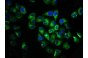Immunofluorescence staining of Hela cells with ABIN7175626 at 1:133, counter-stained with DAPI. (VN1R1 anticorps  (AA 1-56))