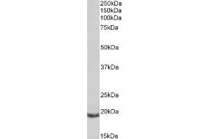 ABIN1590017 (0. (BCL2A1A anticorps  (Internal Region))