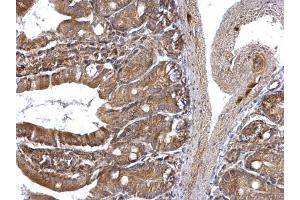 IHC-P Image ETEA antibody [C3], C-term detects ETEA protein at cytoplasm on mouse intestine by immunohistochemical analysis. (FAF2 anticorps  (C-Term))