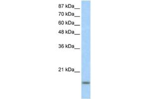 Western Blotting (WB) image for anti-Inhibitor of DNA Binding 3, Dominant Negative Helix-Loop-Helix Protein (ID3) antibody (ABIN2460429) (ID3 anticorps)