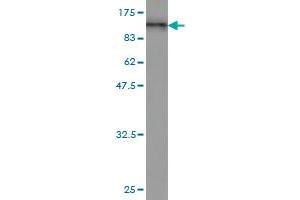 Western Blot detection against Immunogen (97. (RALBP1 anticorps  (AA 1-655))