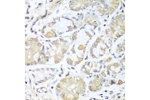 Immunohistochemistry of paraffin-embedded human stomach using RPH3AL antibody at dilution of 1:100 (40x lens). (RPH3AL anticorps)