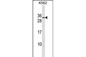 SSX3 Antibody (Center) (ABIN1538470 and ABIN2849880) western blot analysis in K562 cell line lysates (35 μg/lane). (SSX3 anticorps  (AA 53-80))