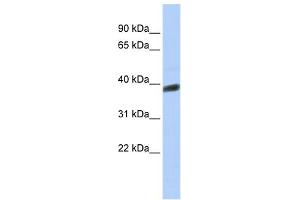 WB Suggested Anti-INSIG1 Antibody Titration:  0. (INSIG1 anticorps  (Middle Region))