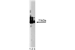 Western blot analysis of EFP on a human endothelial cell lysate. (TRIM25 anticorps  (AA 32-210))