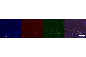 Immunohistochemistry (IHC) image for anti-Neuromedin U (NMU) antibody (ABIN7456027)