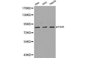 Western blot analysis of extracts of various cell lines, using FSHR antibody. (FSHR anticorps  (AA 631-695))