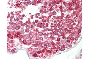 Anti-DND1 antibody IHC staining of human testis. (DND1 anticorps  (C-Term))