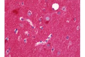 Anti-Alpha SNAP antibody IHC staining of human brain, cortex. (NAPA anticorps  (AA 78-295))