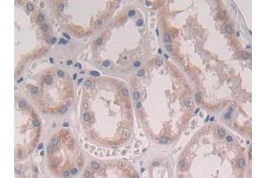 DAB staining on IHC-P; Samples: Human Kidney Tissue (IFNA2 anticorps  (AA 24-188))