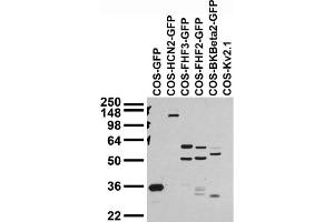 Transfected cell immunoblot extracts of COS cells transfected with GFP, GFP-tagged HCN2, FGF11/FHF3 FGF13/FHF2 and BKBeta2, or untagged Kv2.