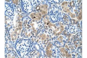 CBS antibody was used for immunohistochemistry at a concentration of 4-8 ug/ml. (CBS anticorps  (N-Term))
