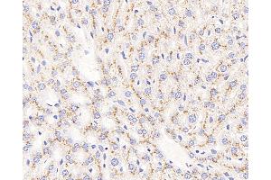 Immunohistochemistry analysis of paraffin-embedded mouse liver using CD107b Polyclonal Antibody at dilution of 1:400. (LAMP2 anticorps)