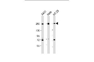 All lanes : Anti-MYH9 Antibody (C-term) at 1:2000 dilution Lane 1: A431 whole cell lysate Lane 2: Hela whole cell lysate Lane 3: HT-29 whole cell lysate Lysates/proteins at 20 μg per lane. (Myosin 9 anticorps  (C-Term))