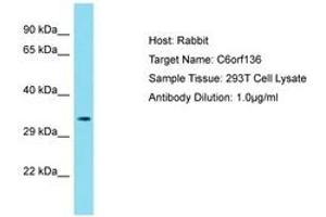 Image no. 1 for anti-Chromosome 6 Open Reading Frame 136 (C6ORF136) (AA 116-165) antibody (ABIN6750777) (C6ORF136 anticorps  (AA 116-165))