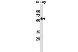 ENO4 Antibody (Center) (ABIN1538383 and ABIN2850079) western blot analysis in mouse lung tissue lysates (35 μg/lane).