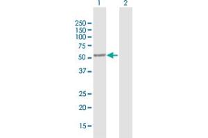 Western Blot analysis of SAG expression in transfected 293T cell line by SAG MaxPab polyclonal antibody.