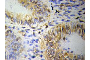 Immunohistochemistry (IHC) image for anti-Olfactomedin 1 (OLFM1) (AA 90-220) antibody (ABIN3020820)