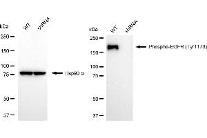 Western blotting analysis using phospho-EGFR (Tyr) antibody (ABIN7798466).