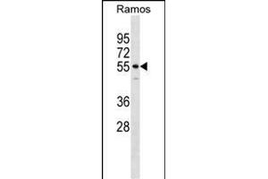 IQCB1 Antibody (Center) (ABIN1538379 and ABIN2848714) western blot analysis in Ramos cell line lysates (35 μg/lane). (IQCB1 anticorps  (AA 384-411))