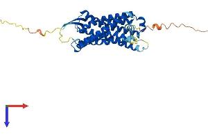 AlphaFold protein structure predicition of Human Recombinant C5AR1 Protein, UniprotID P21730