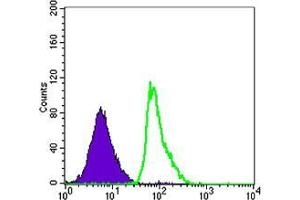 Flow cytometric analysis of Raji cells using FCER2 mouse mAb (green) and negative control (purple).